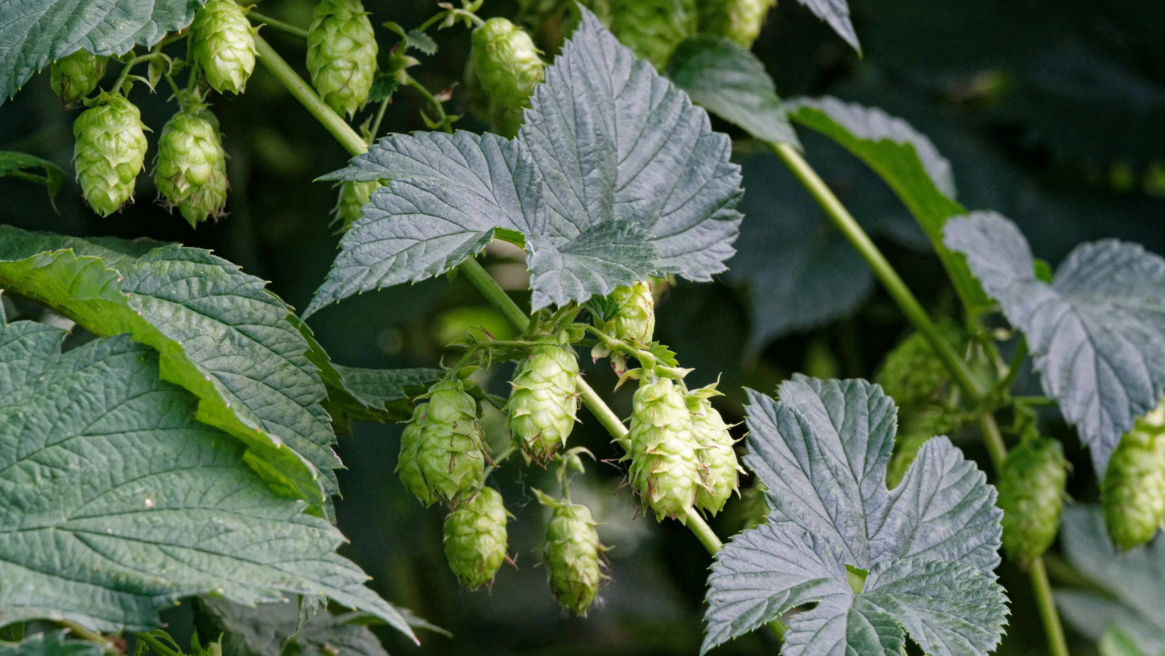 Hopbellen aan de plant in bloei.